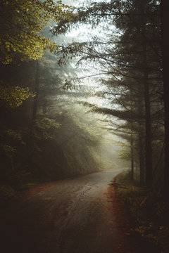 Mysterious foggy road in forest