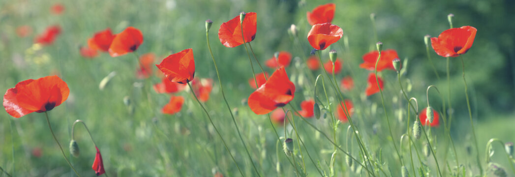 une multitude de coquelicots rouge 