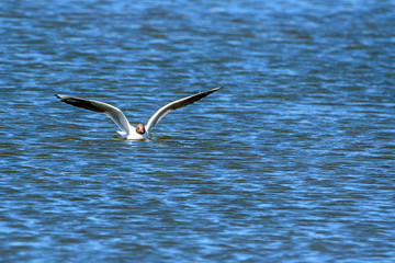 the gull takes off from the water