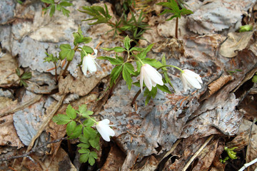 Snowdrops growing on the grass in the forest. Close-up. Background.