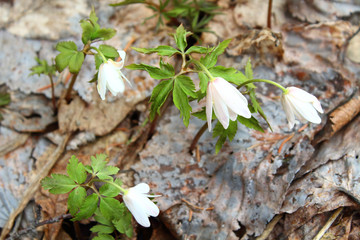 Snowdrops growing on the grass in the forest. Close-up. Background.