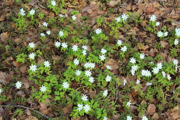 Flowers snowdrops on the grass in the forest. Close-up. Background. Spring, May, 2018.