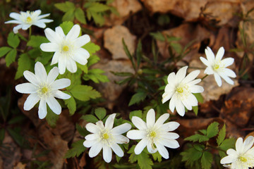 Flowers snowdrops on the grass in the forest. Close-up. Background. Spring, May, 2018.