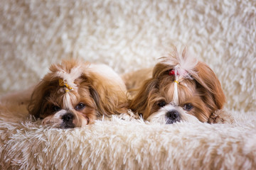 Two fluffy shih tzu dog resting on the sofa in the fluffy blanket, domestic pet and family concept
