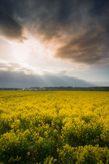 Fototapeta na wymiar Yellow oilseed rape field under dramatic, stormy sky