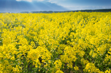 Obraz premium field of rapeseed - plant for green energy