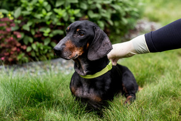 Profile Portrait of old homeless dachshund dog in yellow collar sitting in the green grass in the...