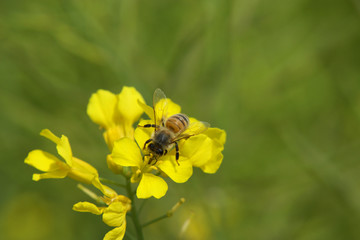 菜の花と蜂