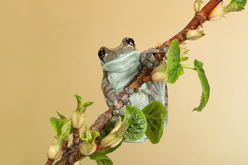 Fototapeta premium Mission Golden-eyed Tree Frog (Trachycephalus resinifictrix)/Mission Golden-eyed Tree Frog perched on thin branch