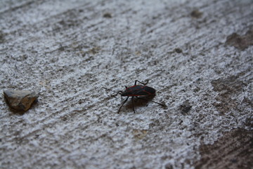 Bug
