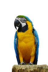 The macaw a white background.