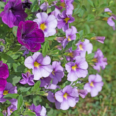 Bl&uuml;hende Garten-Petunien
