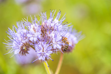 Macro of a bee collecting pollen on flower