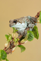 Fototapeta premium Mission Golden-eyed Tree Frog (Trachycephalus resinifictrix)/Mission Golden-eyed Tree Frog perched on thin branch