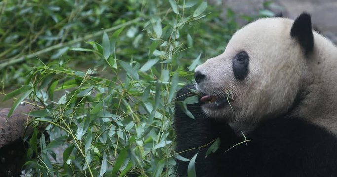 Giand Panda Bear eating bamboo shoot. China Wildlife.