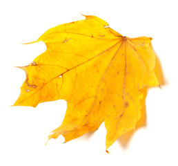 Autumn yellow maple leaf