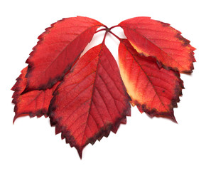 Red autumn leaf