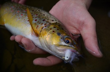 Colorful Brown Trout in Hands