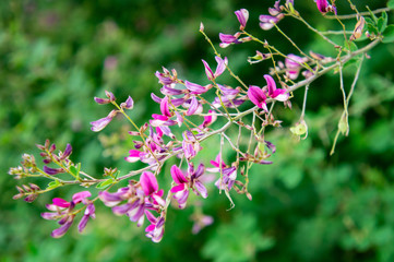 秋の明日香村でみた花
