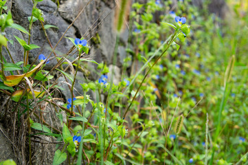 秋の明日香村でみた花