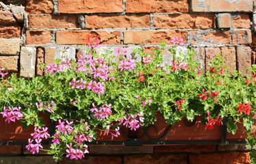 Fototapeta na wymiar balcony with flowered pots and geranium flowers and the wall of
