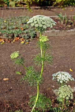 Ammi visnaga plant