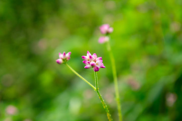 秋の明日香村でみた花