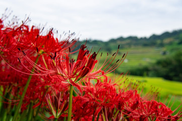 赤い彼岸花
