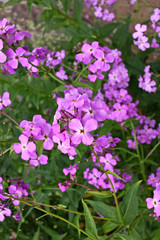 Hesperis matronalis flowers