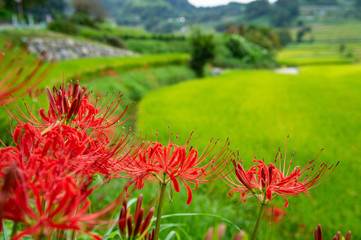 明日香村の棚田と彼岸花