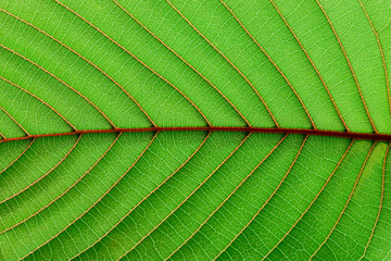 detail of green mitragyna speciosa leaves texture - background