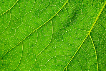 green pumpkin leaves texture - background