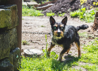 Aggressive blind house dog on a leash