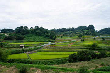 明日香村の棚田と彼岸花