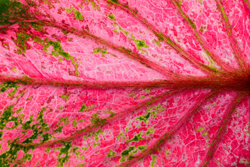Naklejka premium pink and green caladium bicolor leaves texture - background