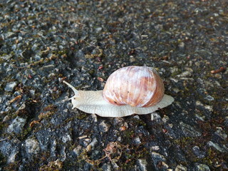 Apple snail Helix pomatia with spider on house