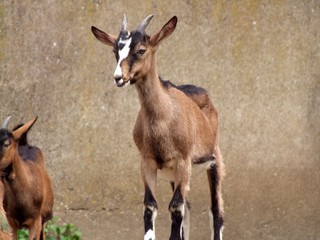 Naklejka na ściany i meble Jeune chèvre dans une bergerie.