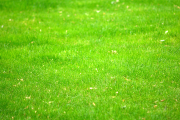 Fototapeta na wymiar Green lawn background for your design