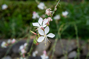 初秋の奈良県明日香村でみた植物