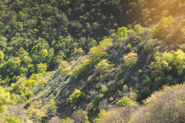 Fototapeta na wymiar Wonderful view - trees growing on the slope