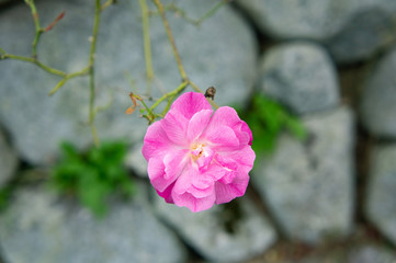 Obraz na płótnie Canvas 初秋の奈良県明日香村でみた植物
