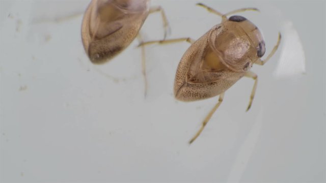 adult larva of the water bug Notonecta glauca under a microscope
