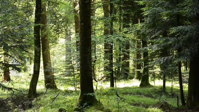 i suoni del bosco prealpino