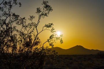 sunrise, desert plants, desert sunrise; mojave california