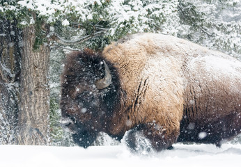 bison walking in snow shower © latitude59