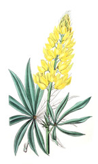 Illustration of plant