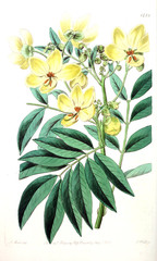 Obraz na płótnie Canvas Illustration of plant