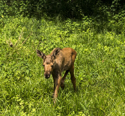 Young elk calf on a meadow. Karlsruhe, Germany, Europe