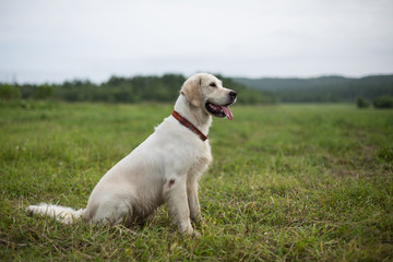 Profile Portrait of happy golden retriever dog with tonque out sitting in the field in summer season
