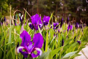 Fototapeta premium flowers blue irises